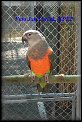 Papousek cervenobrichy